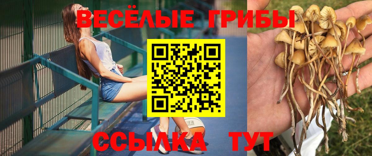Псилоцибиновые грибы Cubensis Рославль